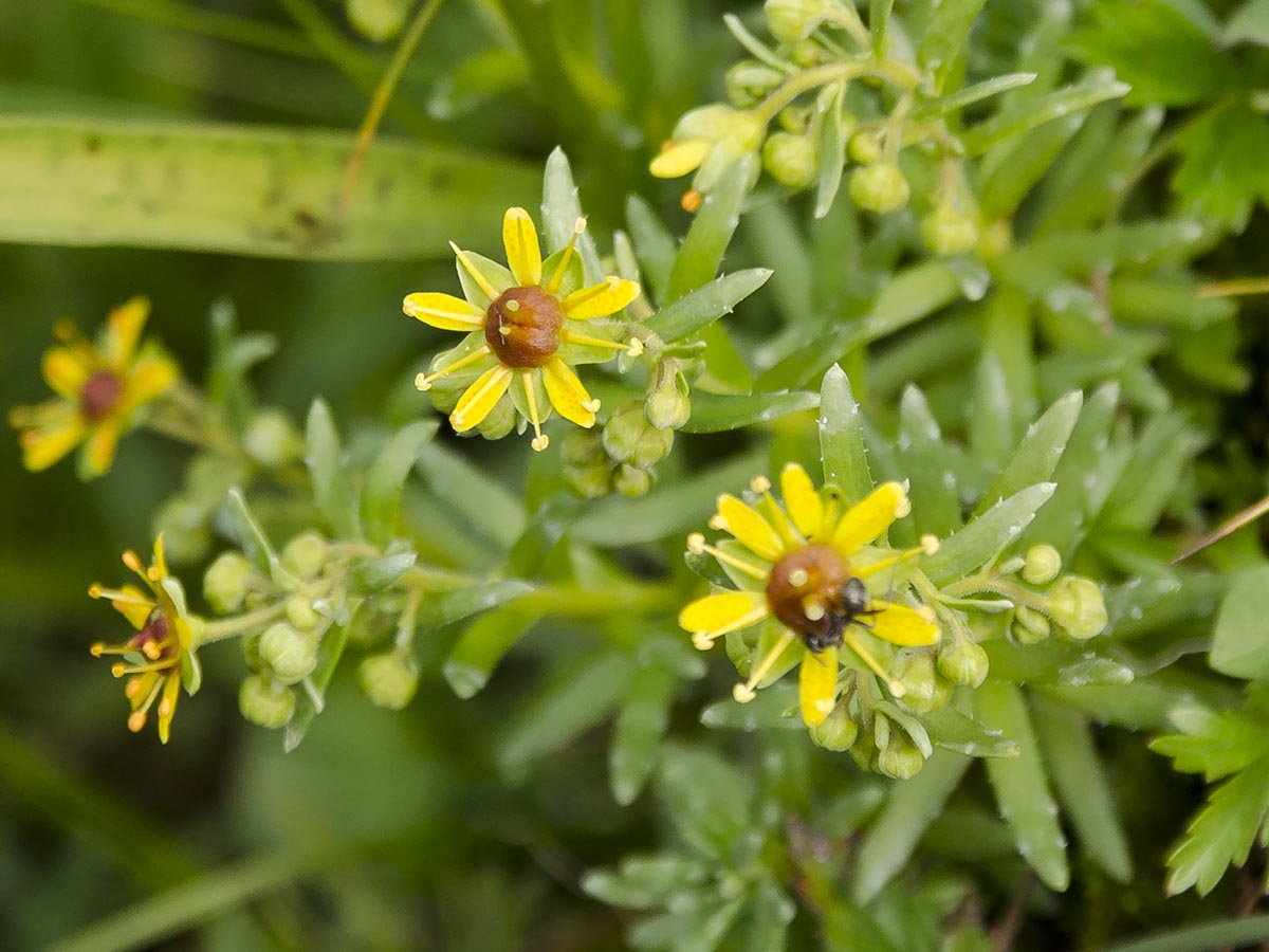 Saxifraga aizoides